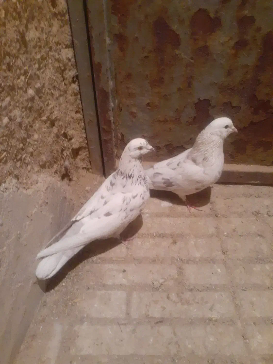 کبوتر|پرنده|کمیجان, |دیوار