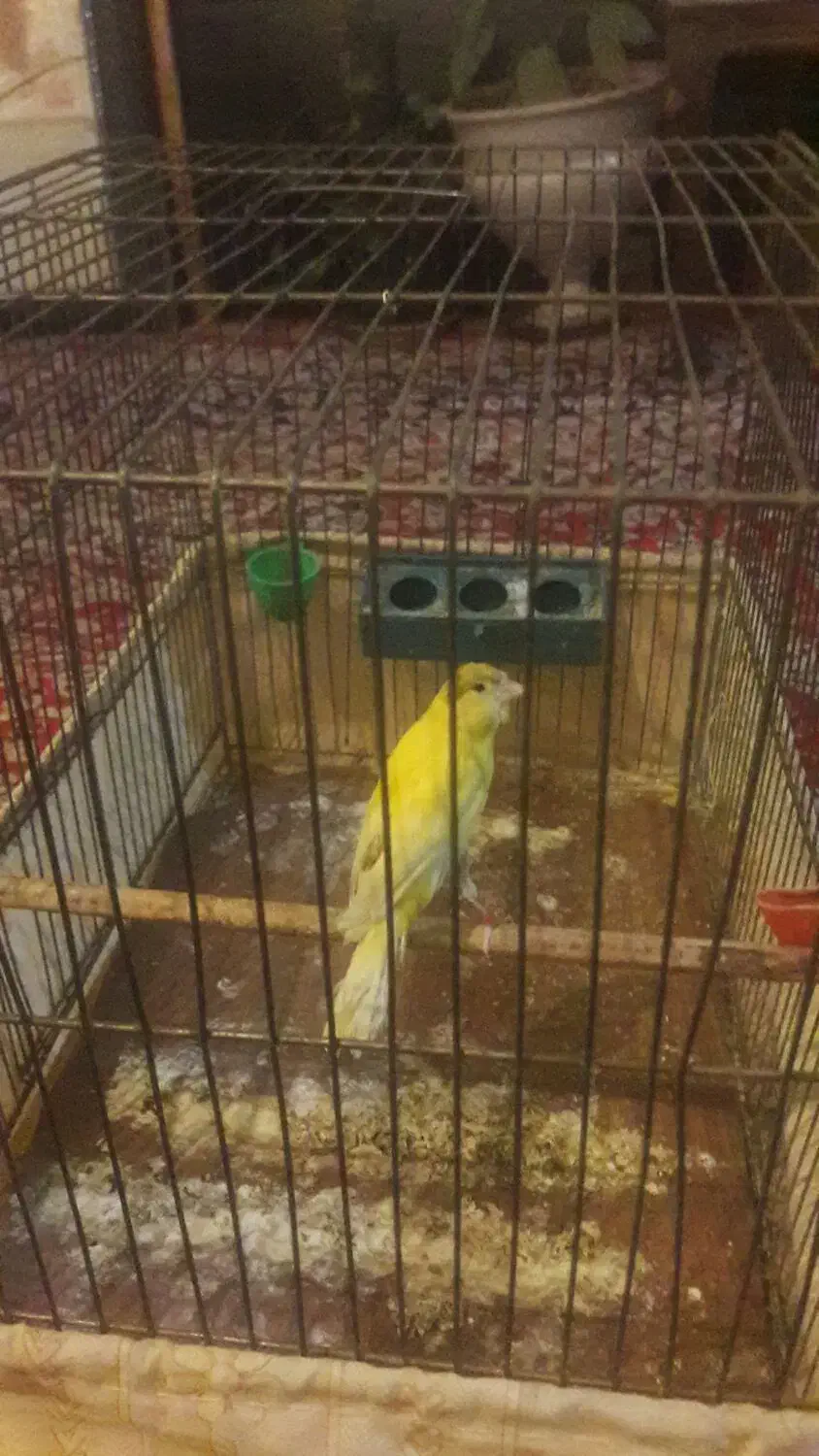 قناری ماده آماده|پرنده|کرمانشاه, |دیوار