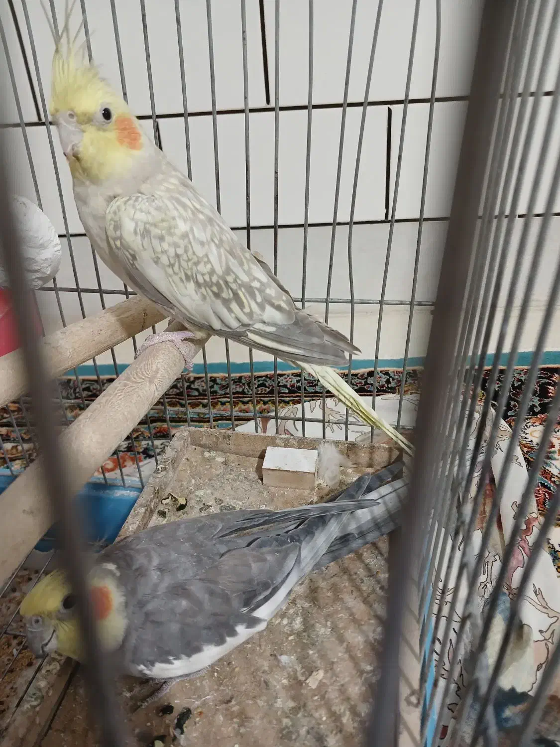 عروس هلندی|پرنده|ساوه, |دیوار