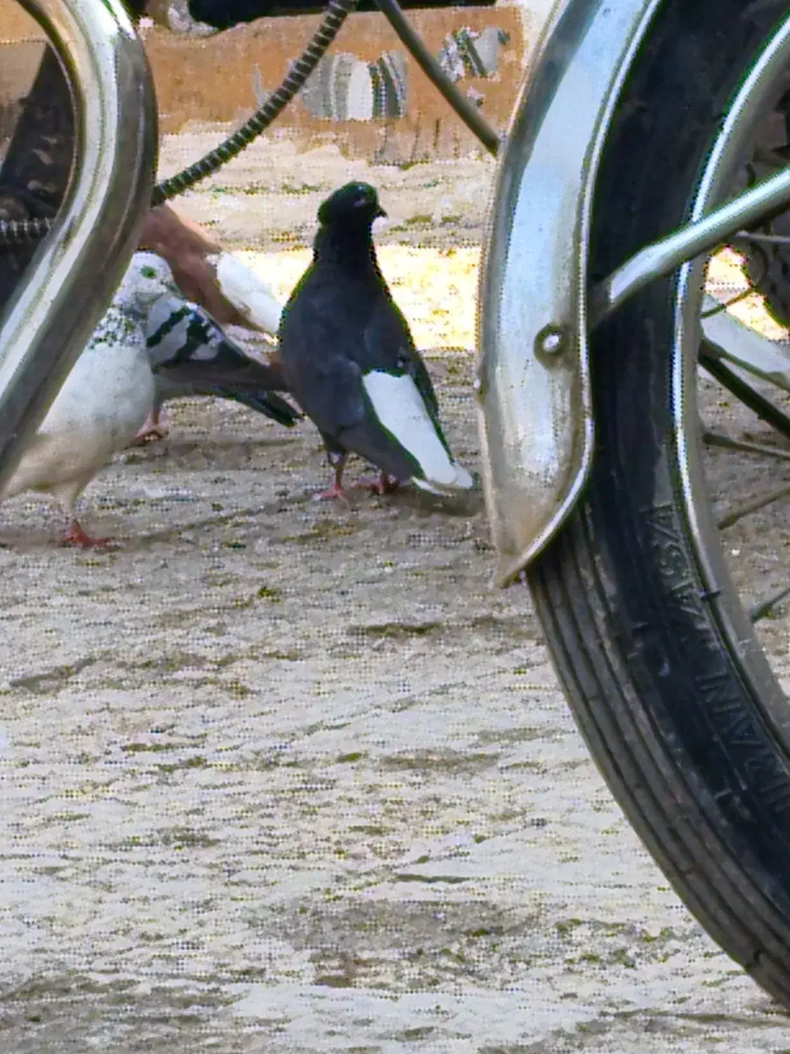 کبوتر دم سفید|پرنده|سوسنگرد, |دیوار