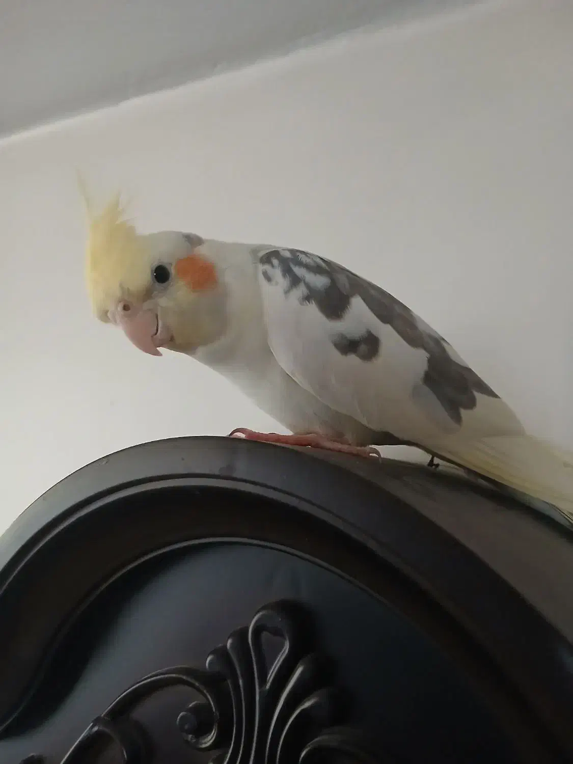 عروس هلندی|پرنده|ری, سیزده آبان|دیوار