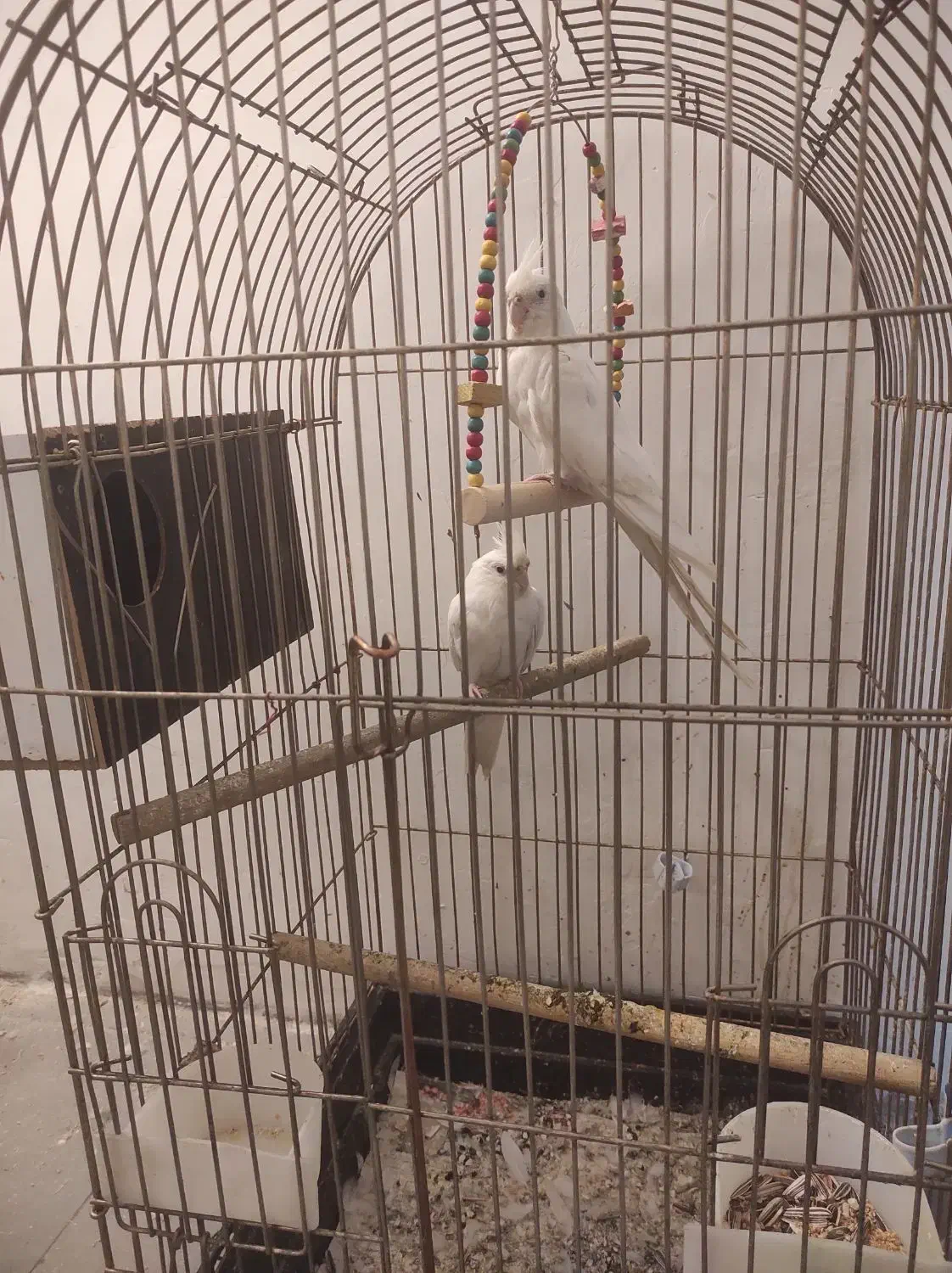 جفت عروس هلندی آلبینو مولد|پرنده|شیراز, تندگویان|دیوار