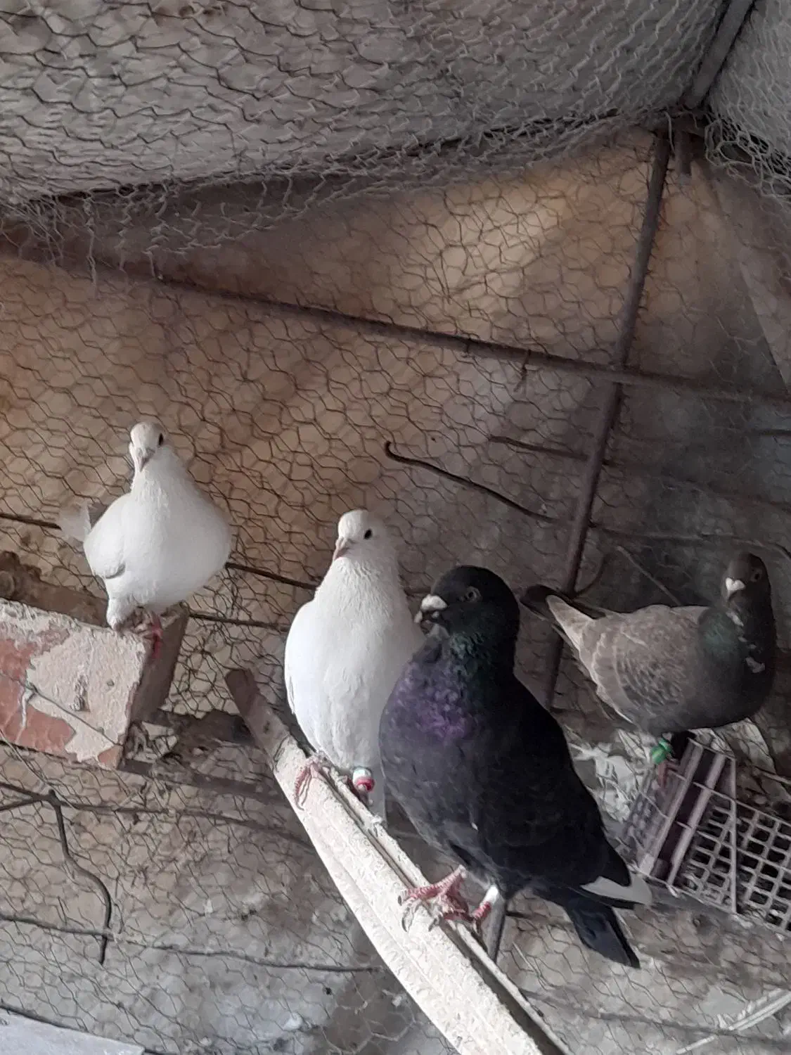 کفتر نسل دار زیر فی|پرنده|قائن, |دیوار