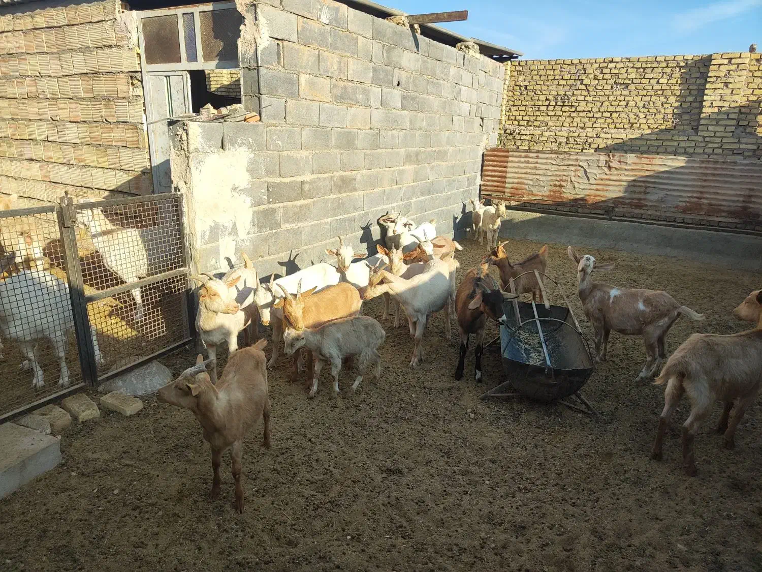 کره ماده دورگ سانن|حیوانات مزرعه|میبد, |دیوار