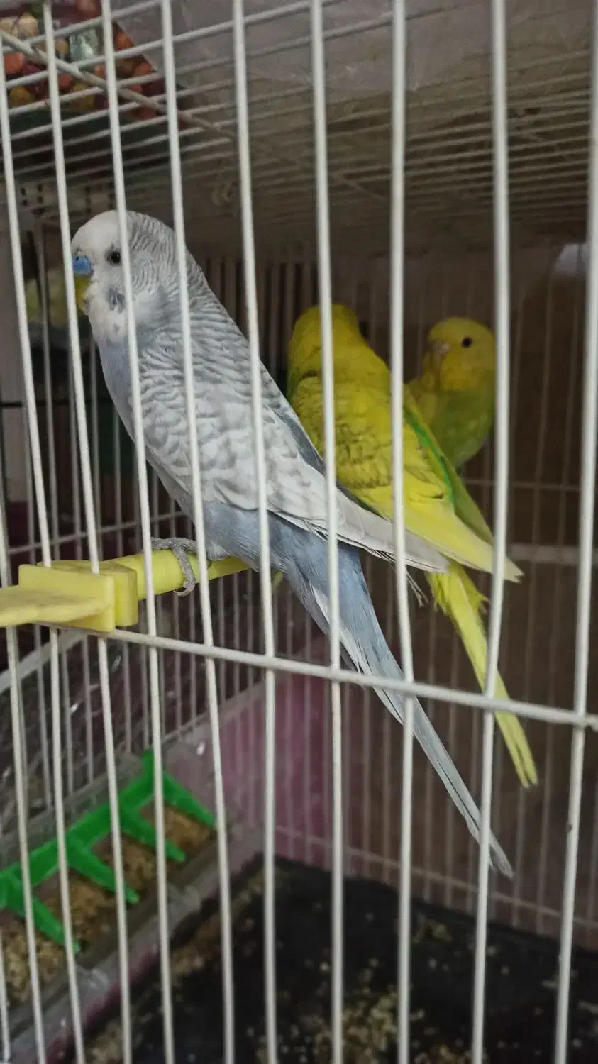 دو عروس هلندی ماده جوان و تعدادی مرغ عشق فروشی|پرنده|گلبهار, شهر جدید گلبهار|دیوار