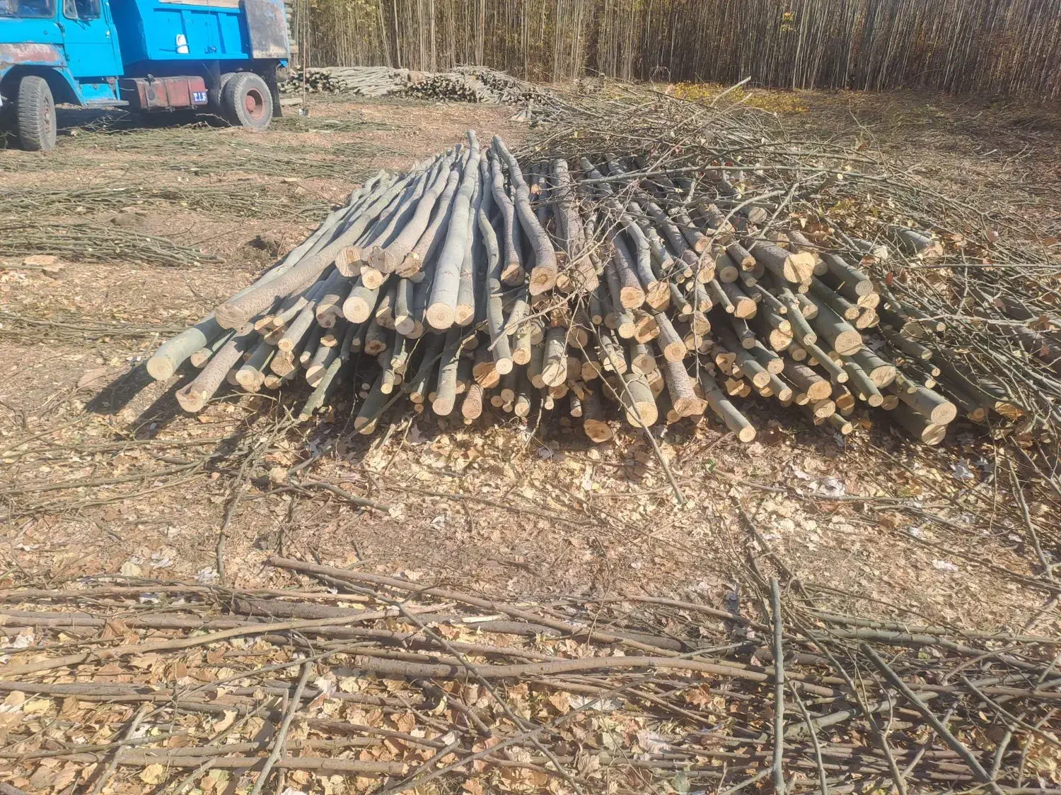 چوب گلخانه ای|خدمات باغبانی و درختکاری|پیر بکران, |دیوار