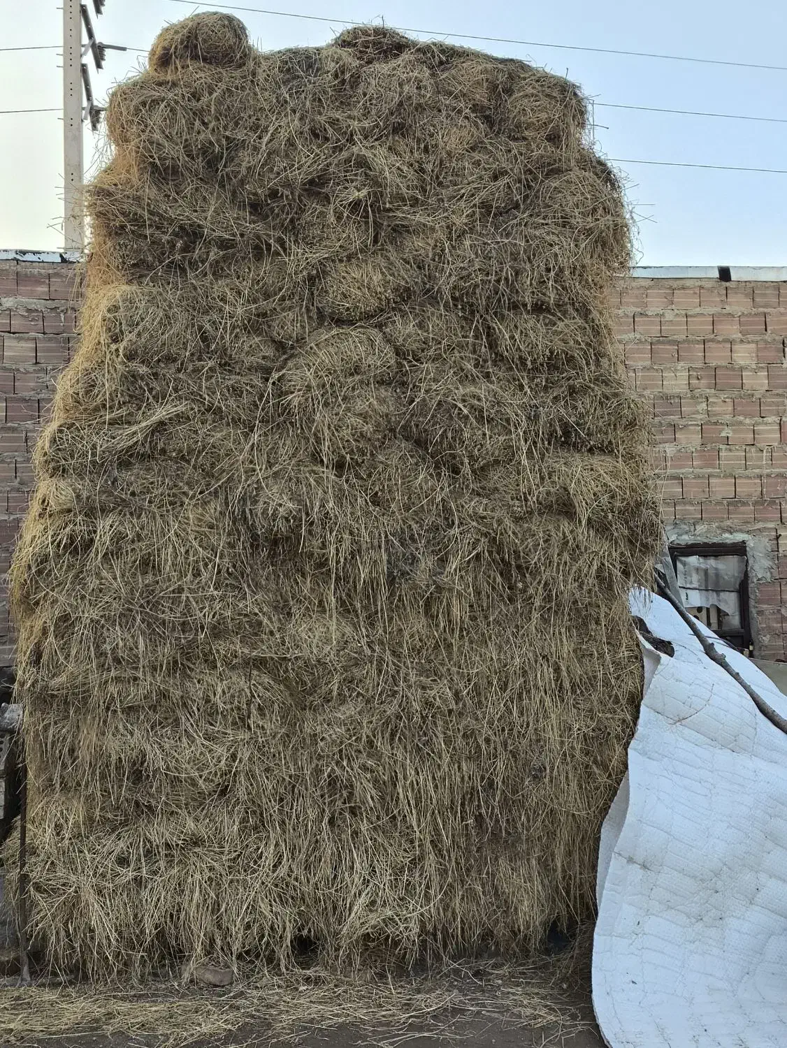 یونجا|حیوانات مزرعه|فیرورق, |دیوار