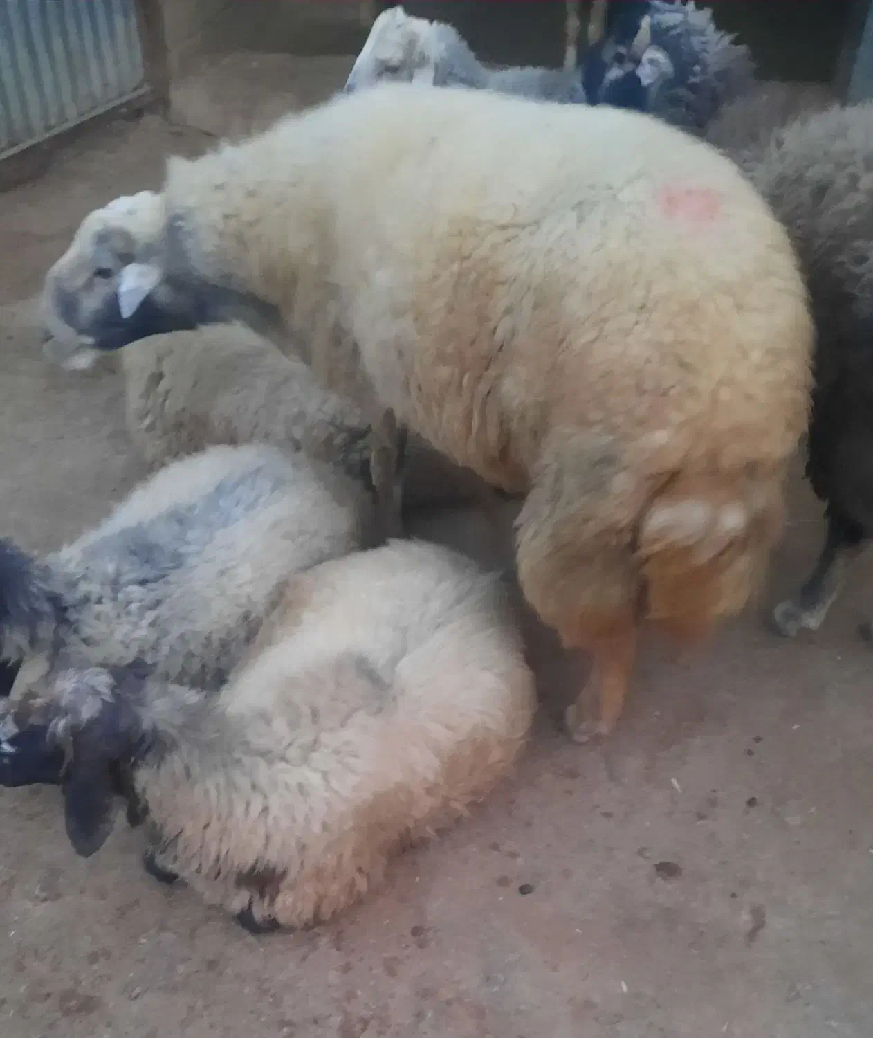 قوچ داشتی|حیوانات مزرعه|زاغه, |دیوار