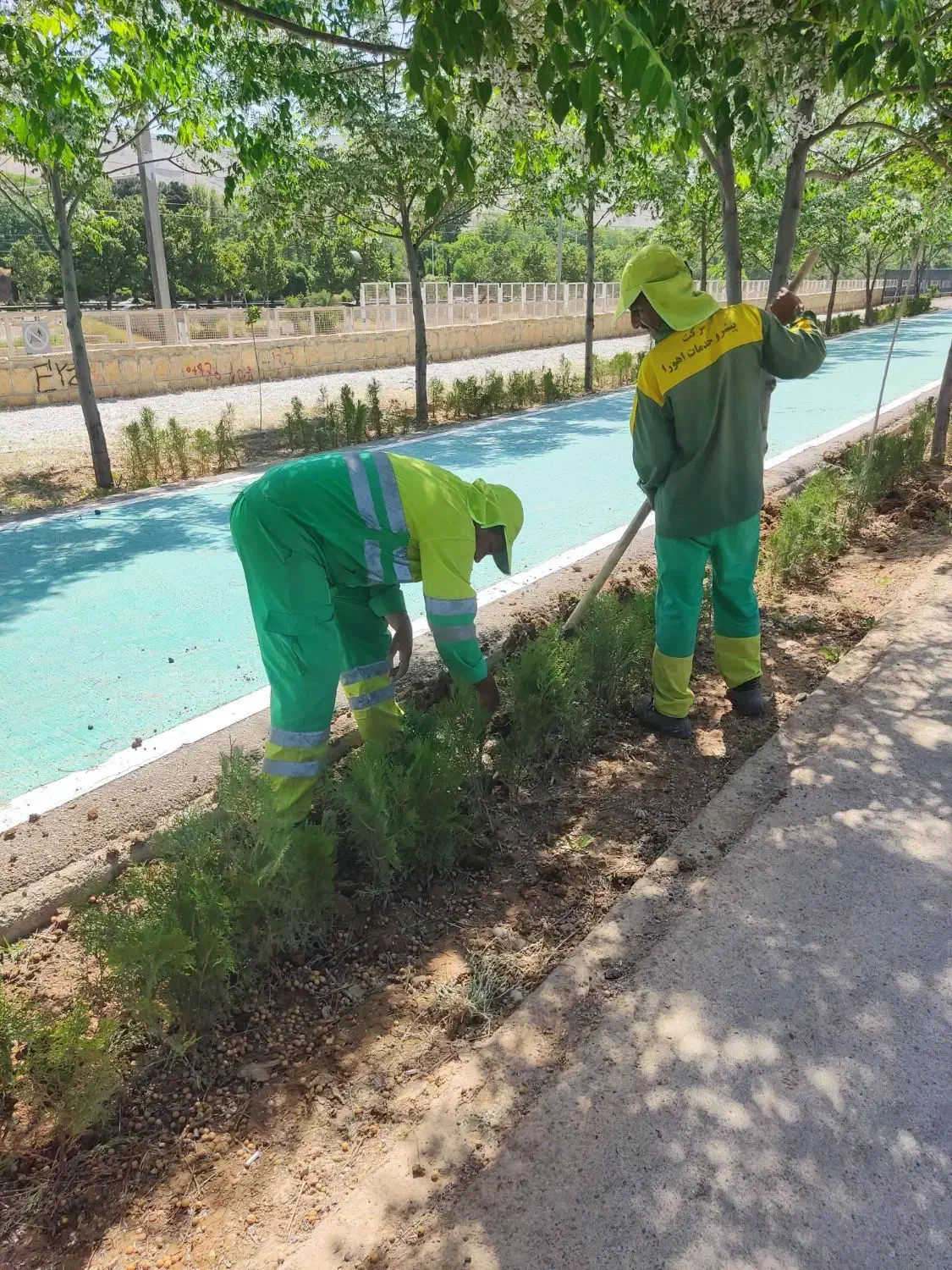 انجام امور باعبانی و فضای سبز|خدمات باغبانی و درختکاری|شیراز, شهرک فرزانگان|دیوار