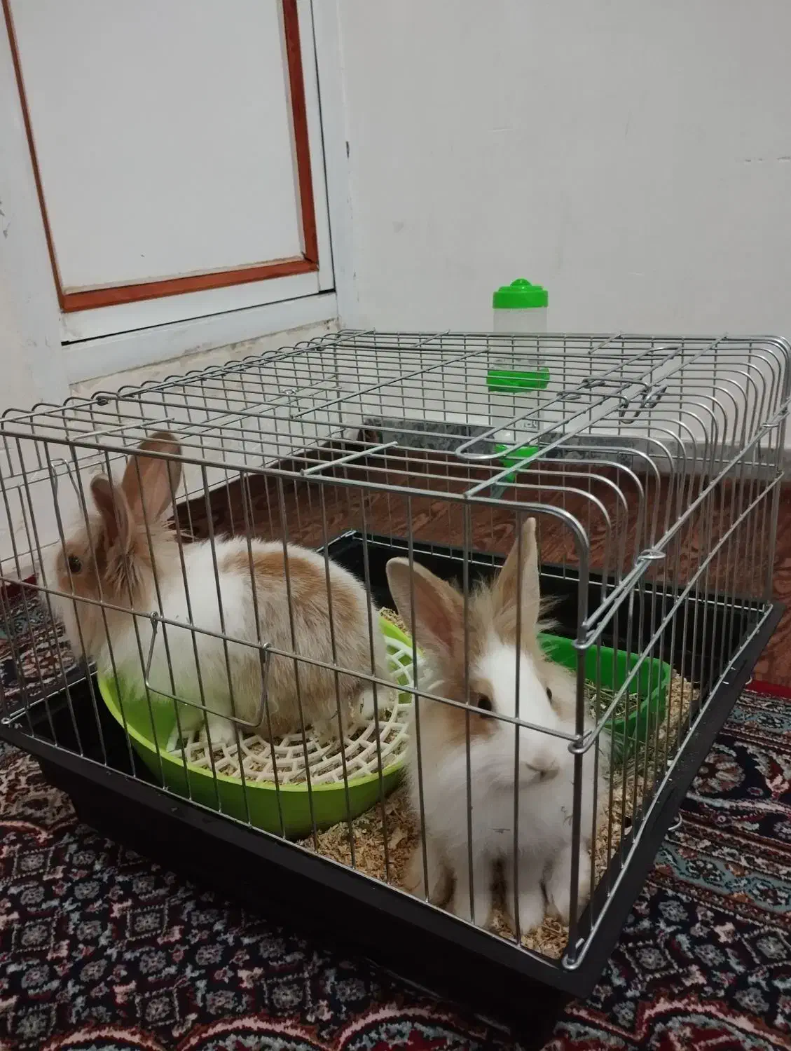 خرگوش|موش و خرگوش|اراک, |دیوار