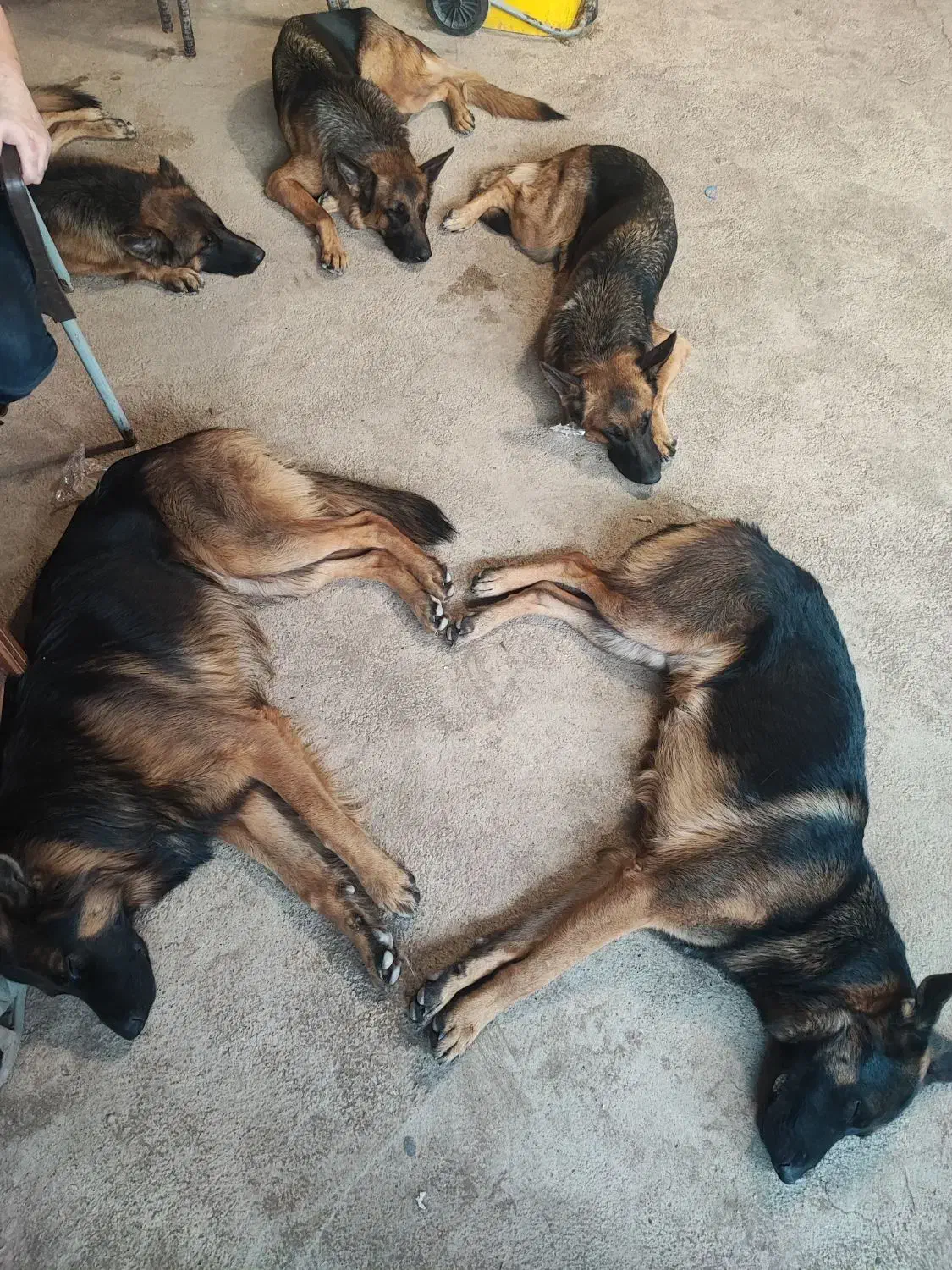 ژرمن شولاین|سگ|اهواز, فاز ۱ پادادشهر|دیوار