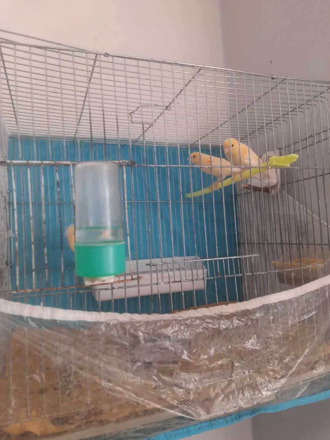 قناری سه ماه|پرنده|شیروان (خراسان), |دیوار