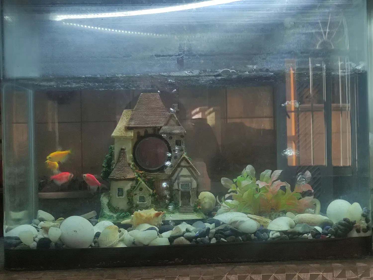 آکواریم با لوازم شیشه خم|ماهی|کاشان, قطب راوندی|دیوار