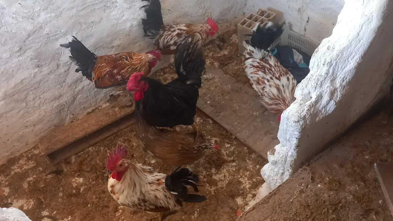 فروش خروس گلین ۷ ماهه سالم|حیوانات مزرعه|باسمنج, |دیوار