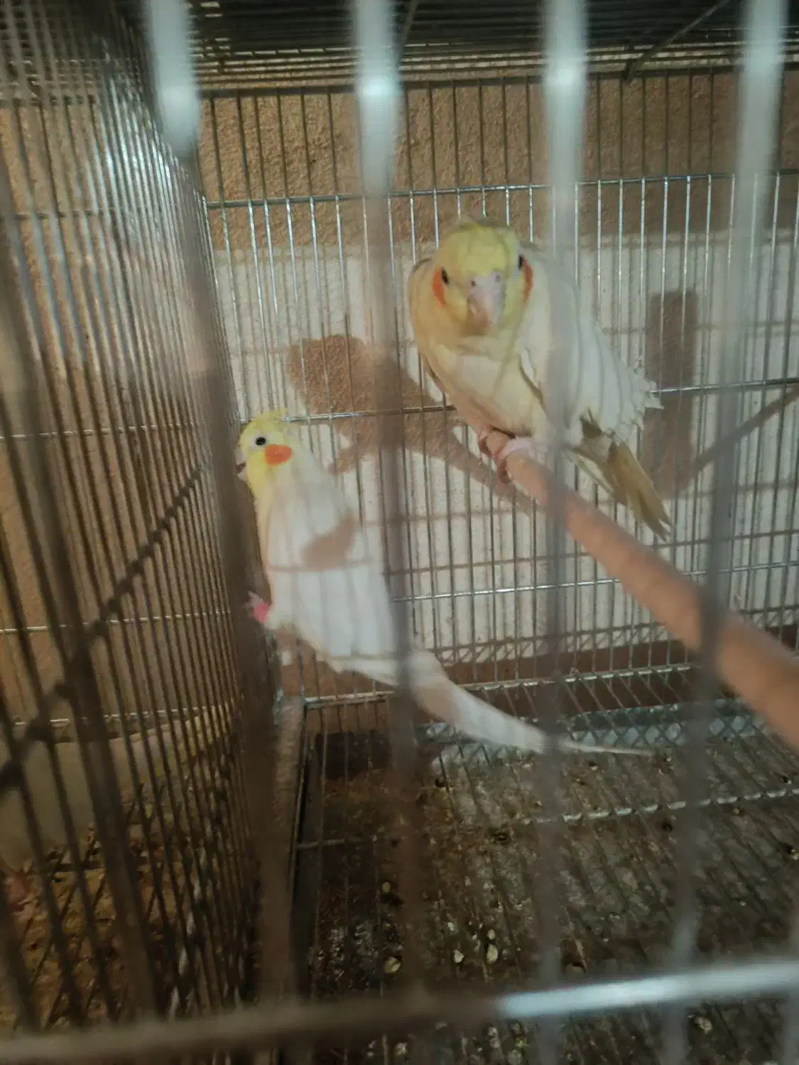 جفت عروس بالغ وحش|پرنده|سیرجان, |دیوار