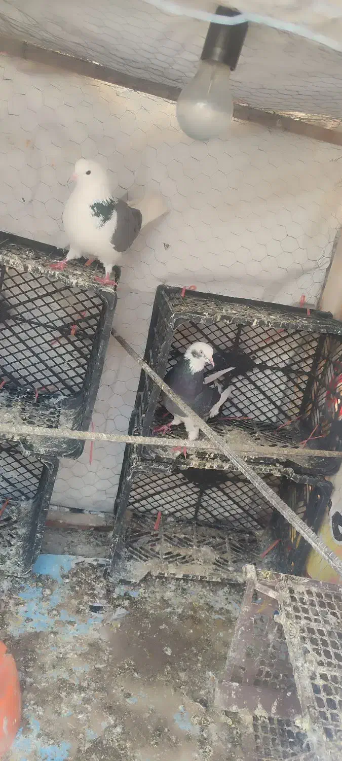 کبوتر پرشی|پرنده|بوئین زهرا, |دیوار