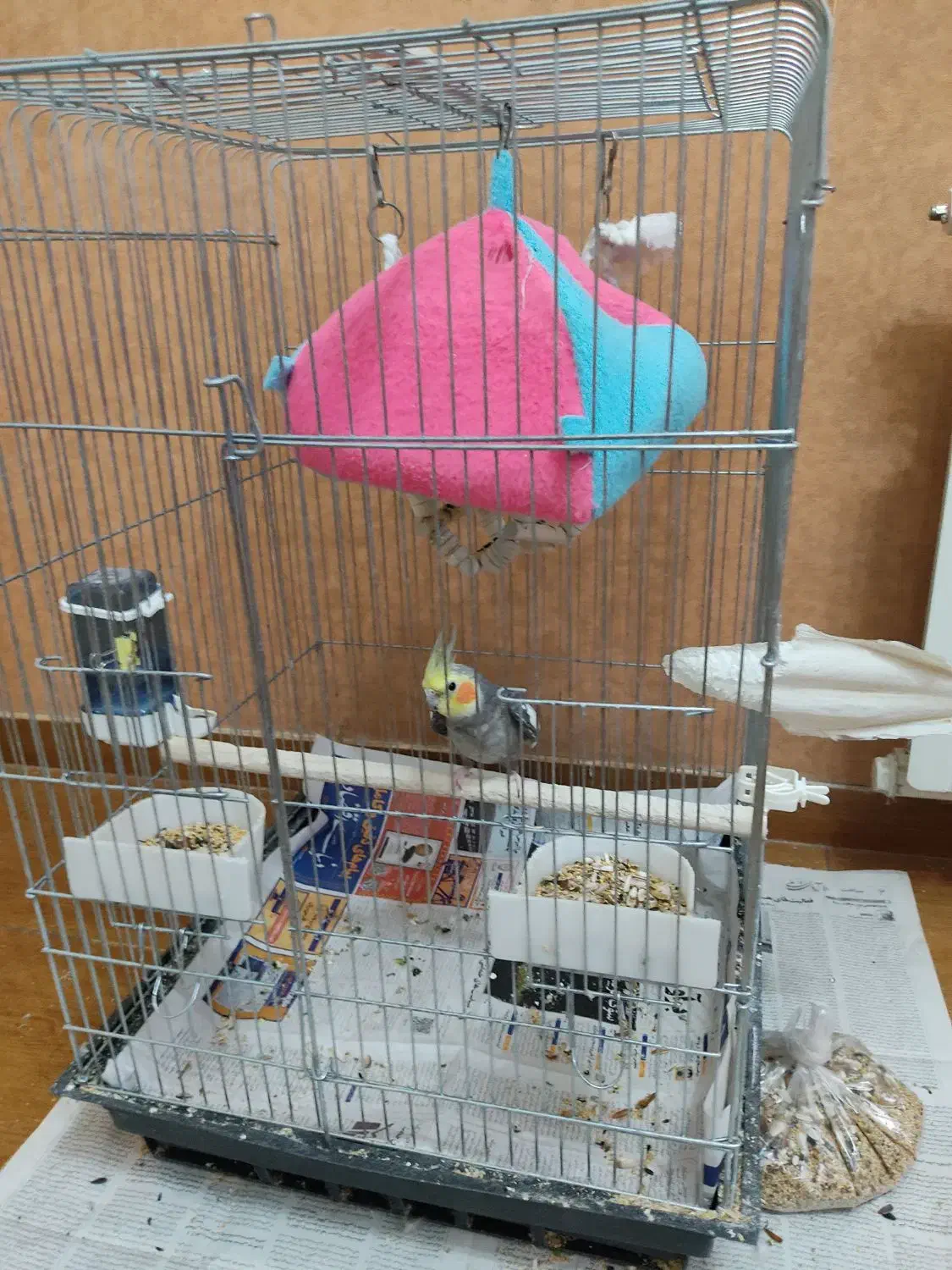 عروس هلندی|پرنده|رشت, کاکتوس|دیوار