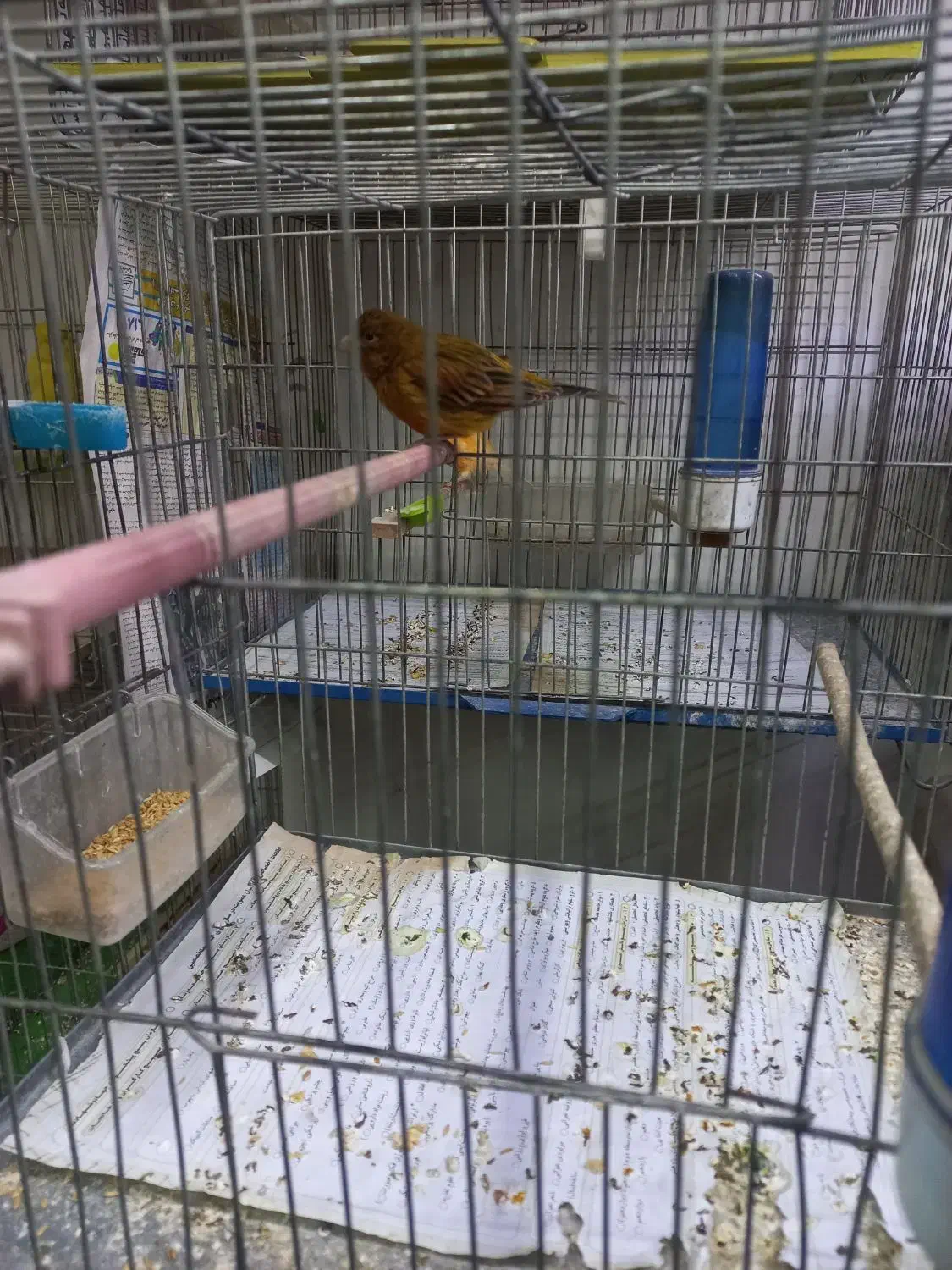 قناری و عروس|پرنده|تبریز, |دیوار