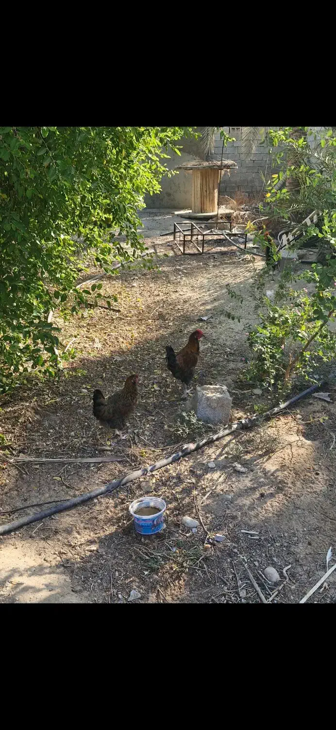 فروش مرغ و خروس محلی|حیوانات مزرعه|آبپخش, |دیوار