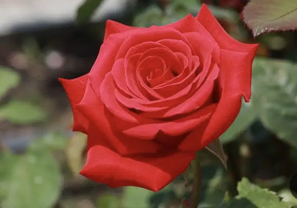 به یک نیرو خانم با روابط عمومی بالا فن بیان بالا|استخدام صنعتی، فنی، مهندسی|مشهد, نوید|دیوار