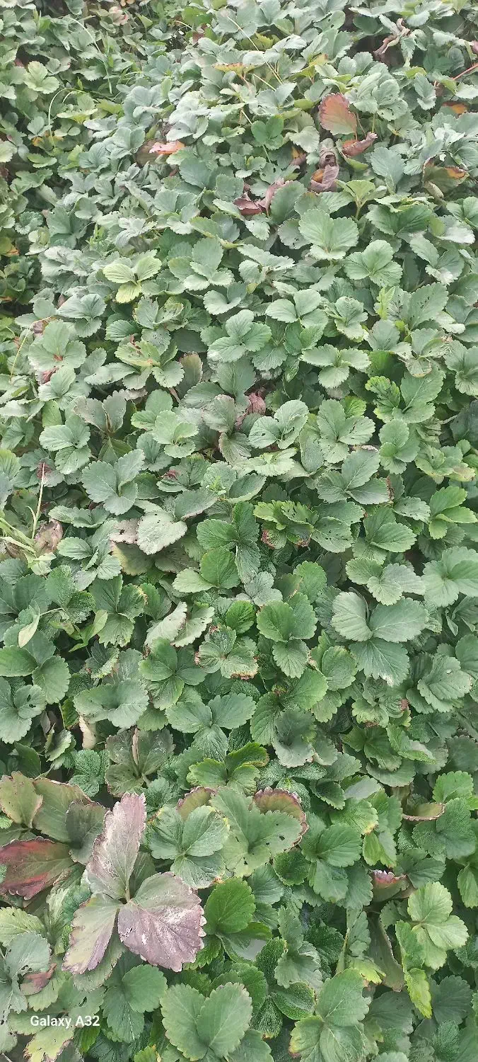 توت فرنگی سابرینا|خدمات باغبانی و درختکاری|مزرعه کتول, |دیوار