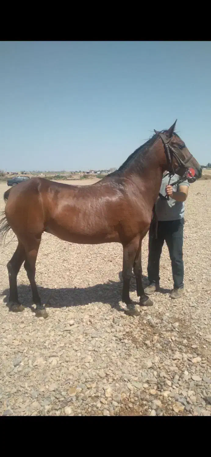 اسب|اسب و تجهیزات اسب‌سواری|آوج, |دیوار