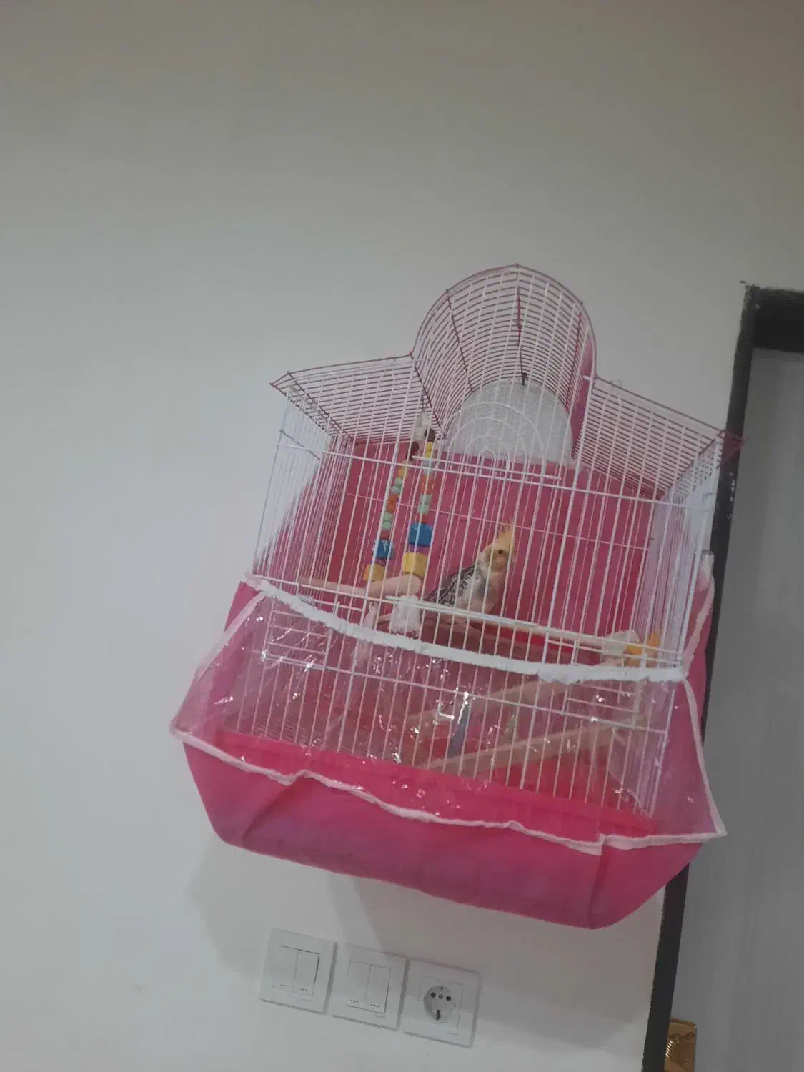 فروش عروس هلندی نر ۳ماهه فقط  تماس|پرنده|قائم‌شهر, |دیوار