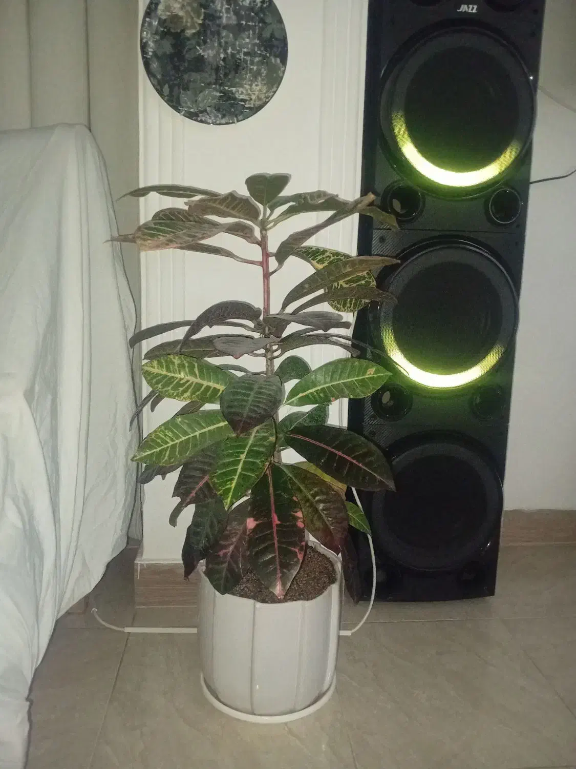 گل طبیعی|گل و گیاه طبیعی|پاکدشت, پاکدشت (مامازند)|دیوار