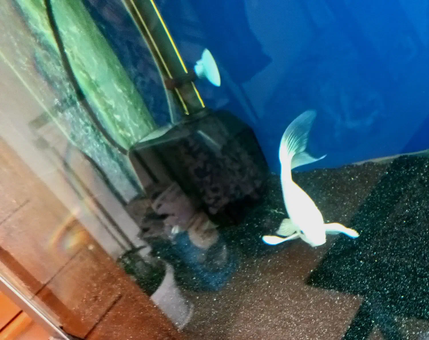 ماهی کوی پلاتینیوم باله بلند|ماهی|پرند, فاز ۳|دیوار