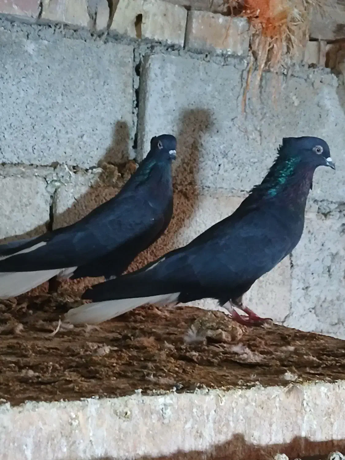 کبوتراس|پرنده|نگین شهر, |دیوار