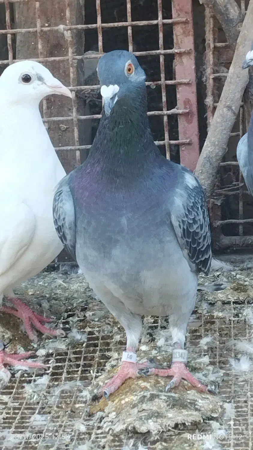 تعدادی پلاکی|پرنده|رامیان, |دیوار