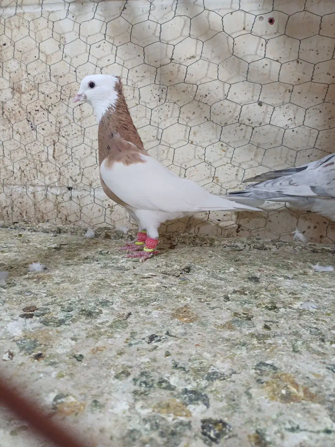 طوقی زرد نر|پرنده|اقبالیه, |دیوار