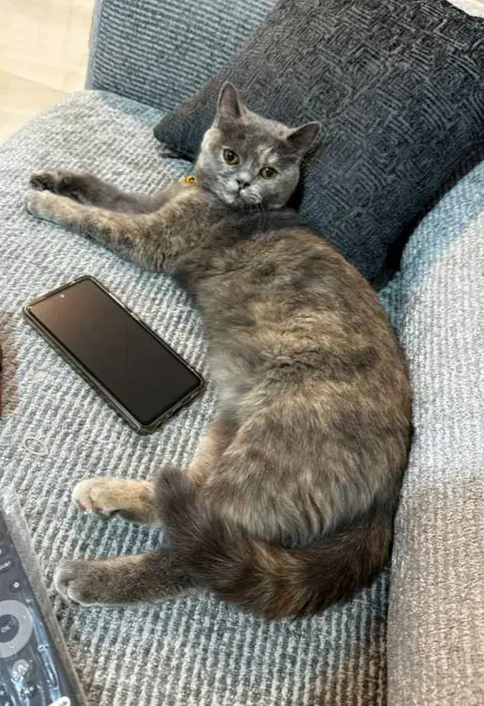 گربه اسکاتیش ماده|گربه|نیشابور, دارایی|دیوار