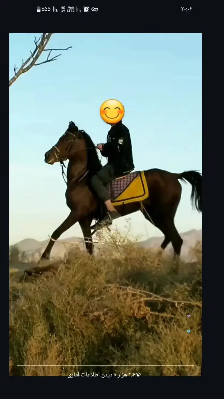 مادیان ۴ ساله عرب ایرانی|اسب و تجهیزات اسبسواری|گلپایگان, |دیوار