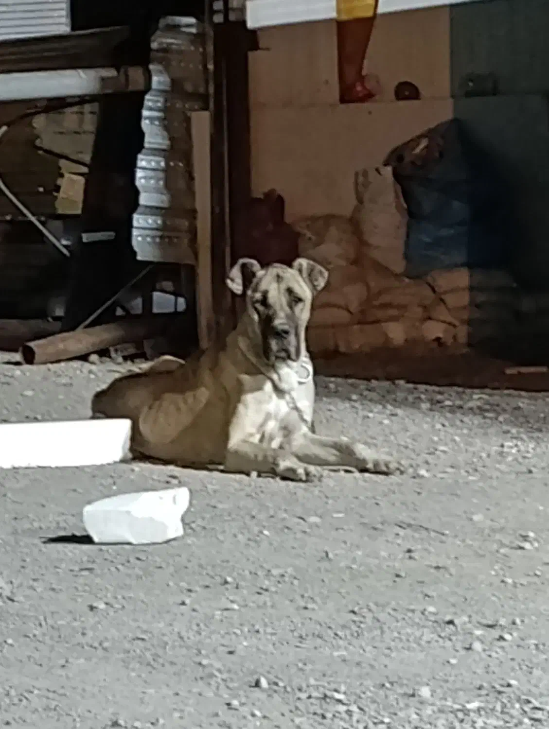 سگ سرابی|سگ|مشهد, شهرک صنعتی مشهد|دیوار