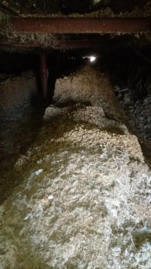 کود مرغی|خدمات باغبانی و درختکاری|تایباد, |دیوار