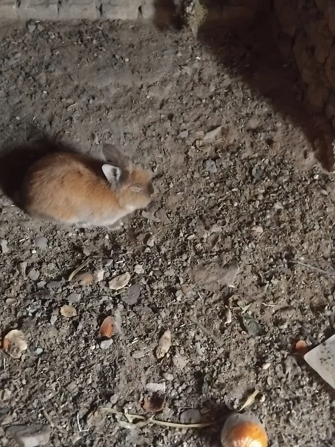 خرگوش|موش و خرگوش|خمین, |دیوار