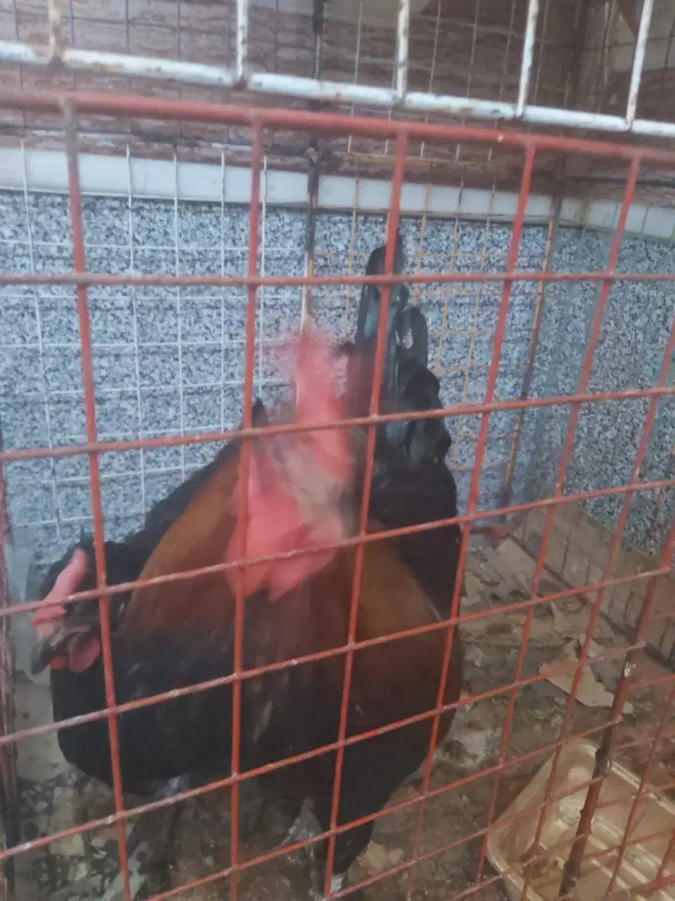 خروس محلی جوان و سرحال۷۰۰چغادک|حیوانات مزرعه|چغادک, |دیوار