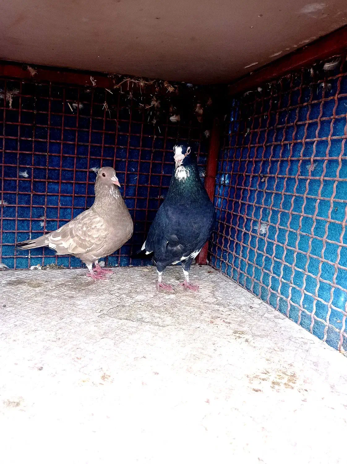 کبوتر پلنگ|پرنده|یزدان شهر, |دیوار