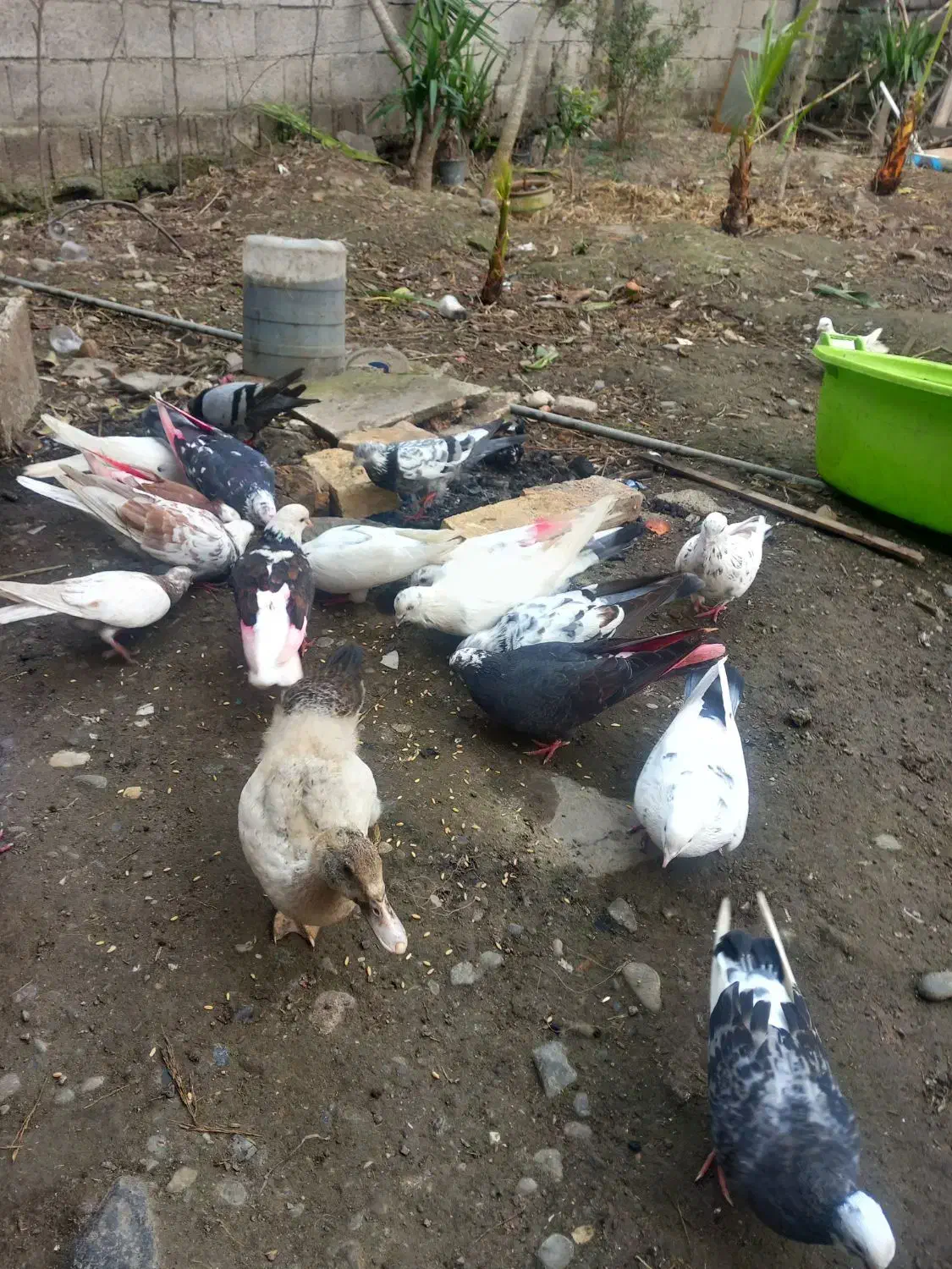 کبوتر۹عدد کبوتر|پرنده|لنگرود, |دیوار