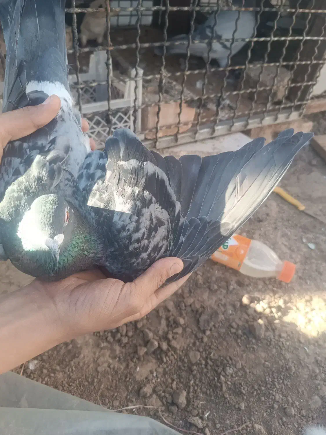 پولکی نر|پرنده|تربتحیدریه, قائم|دیوار