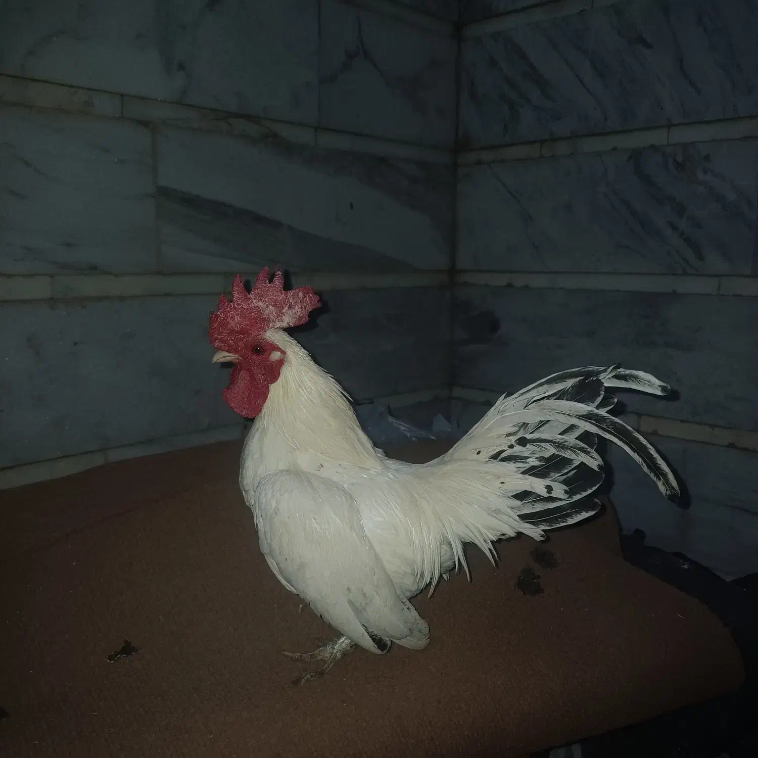 مرغ و خروس|حیوانات مزرعه|قم, بکایی|دیوار