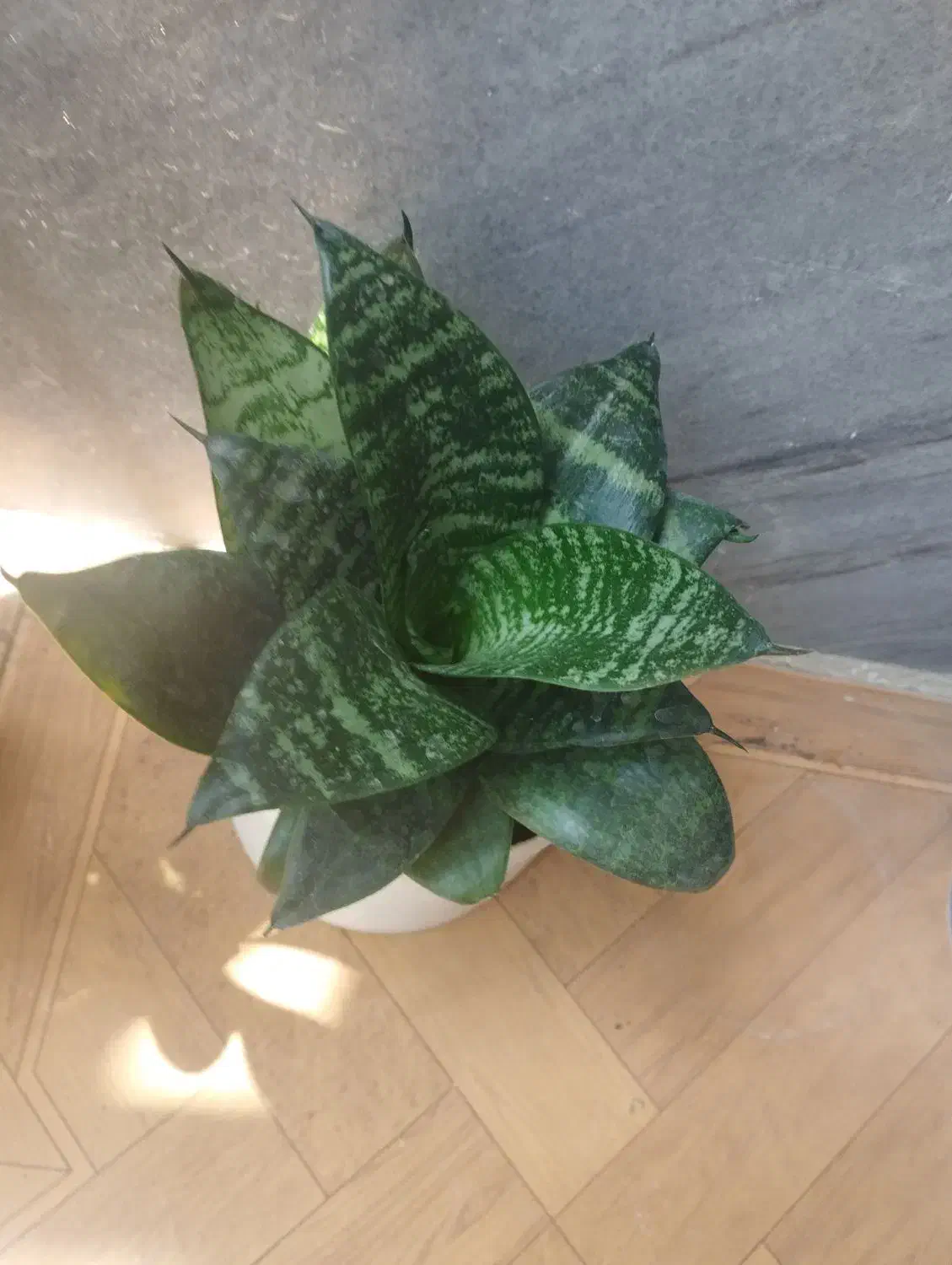 قیمت‌ها متفاوت|گل و گیاه طبیعی|جوانرود, |دیوار