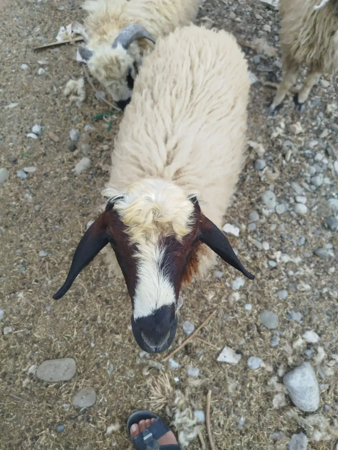 فروش بره|حیوانات مزرعه|میناب, |دیوار