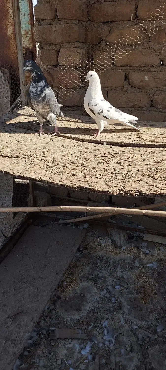 کبوتر اصیل کاشان|پرنده|آران و بیدگل, |دیوار