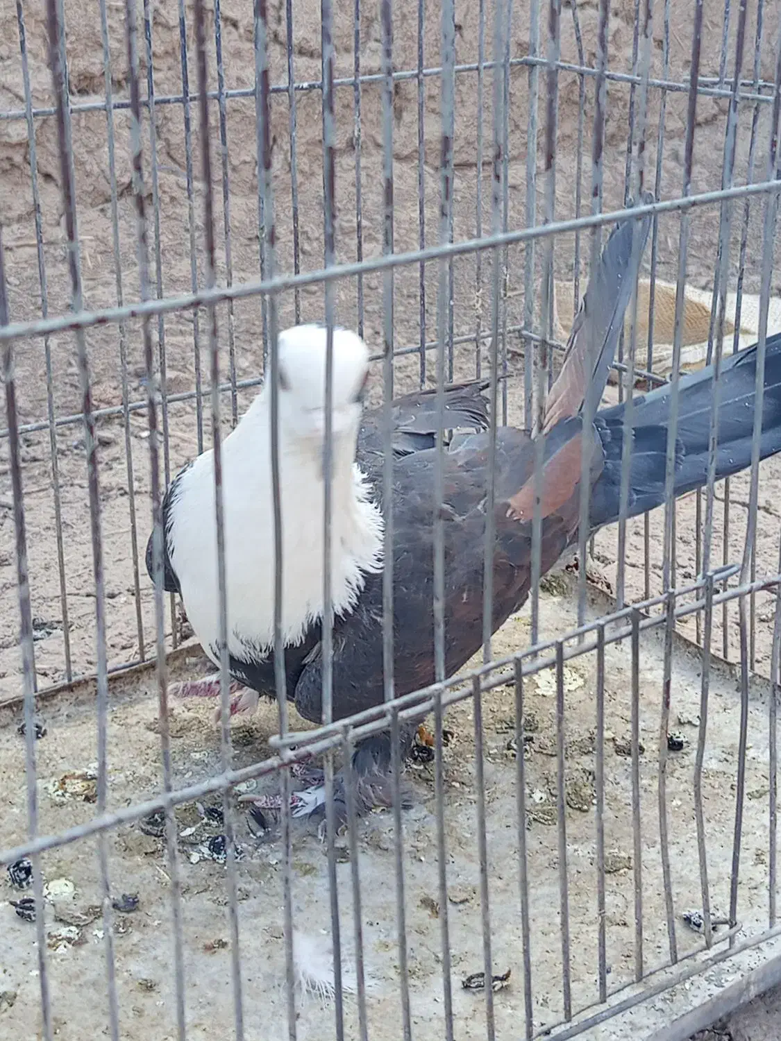 ماده سر مخملی خوشکل|پرنده|گلزار, |دیوار