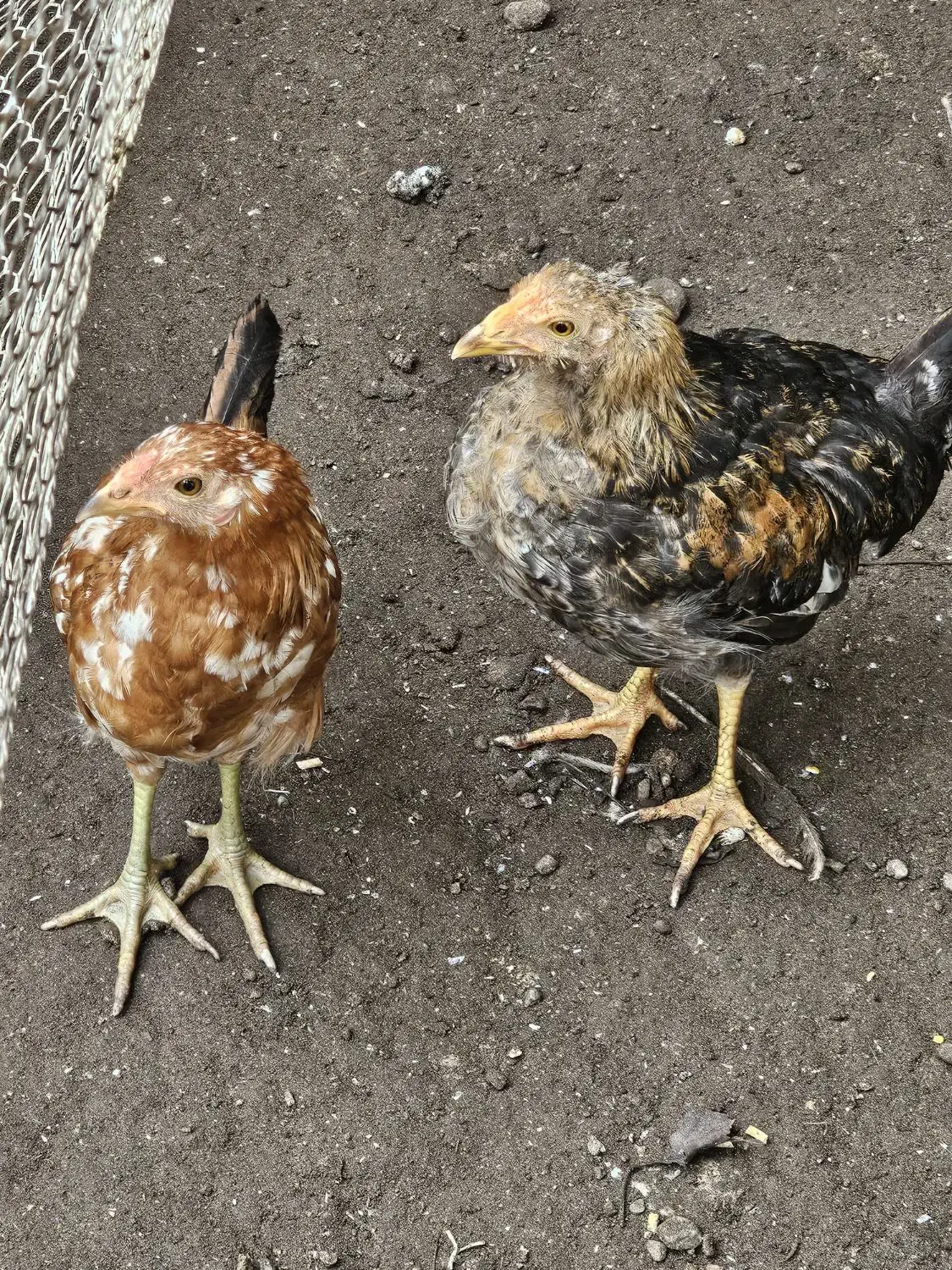 جوجه مرغ نژاد گلین|حیوانات مزرعه|بندر انزلی, تربه گوده|دیوار