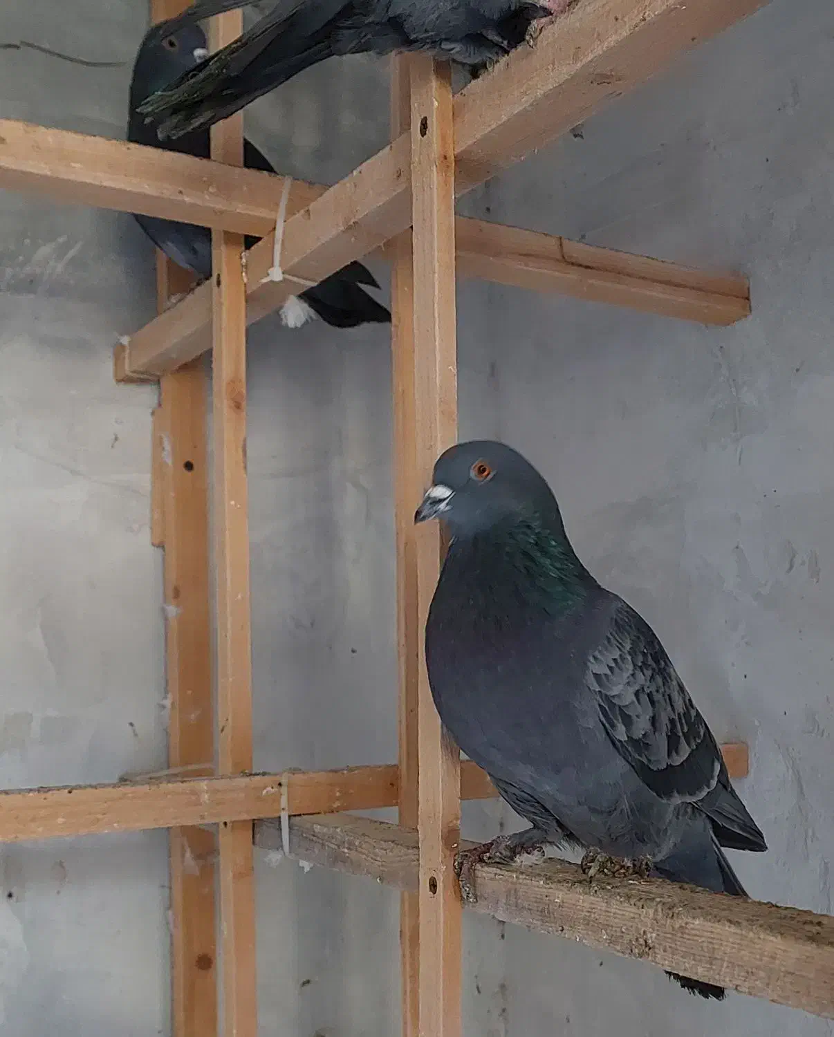 کفتر پرشی|پرنده|آمل, |دیوار