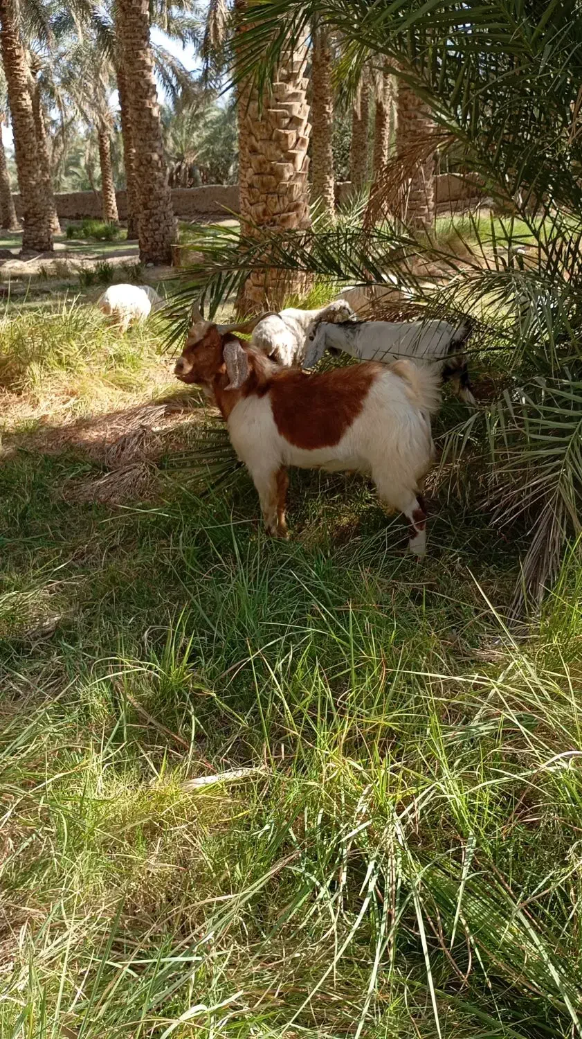 نری فروشی|حیوانات مزرعه|گنبکی, |دیوار