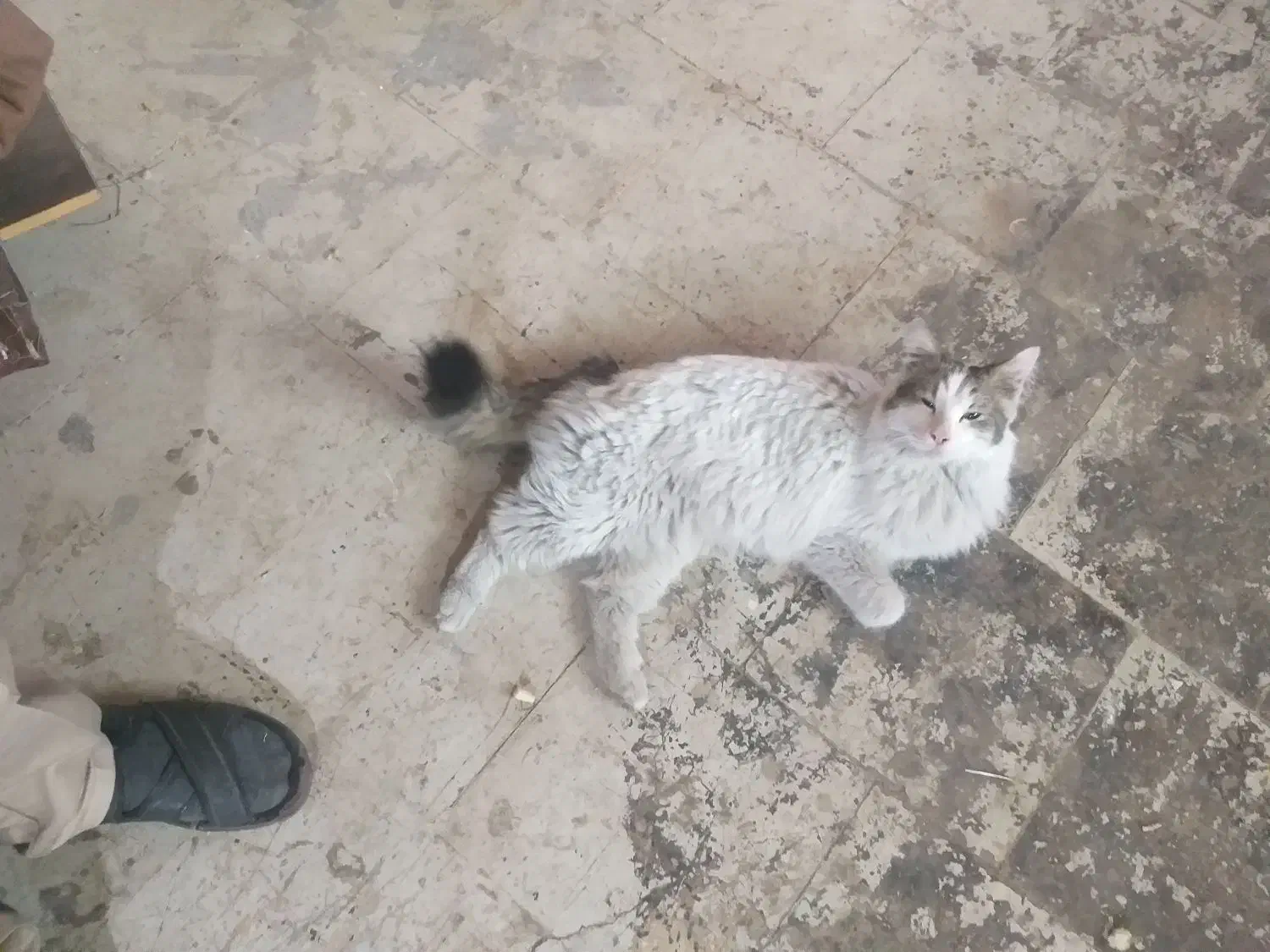 گربه پرشین کت|گربه|تهران, شهید رجایی|دیوار